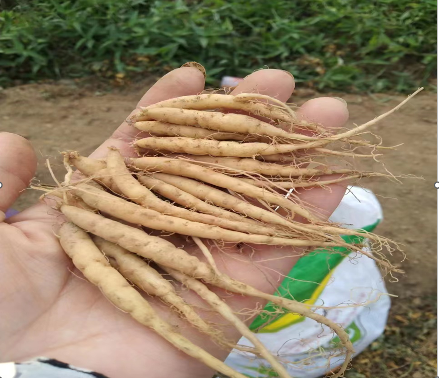 山東翔龍集團